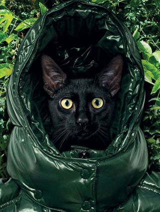 A black cat wearing a shiny green jacket with plants behind it.