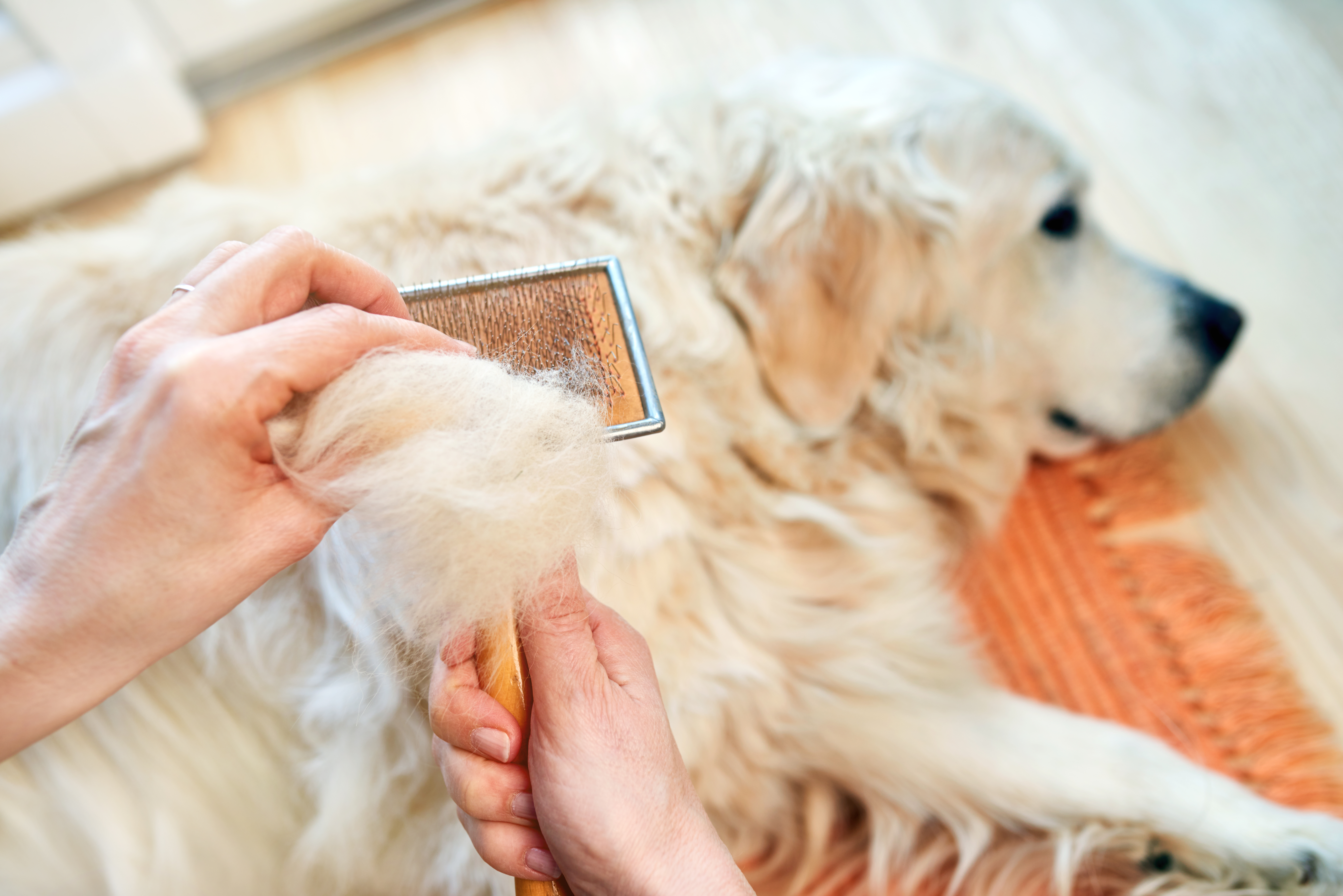 Golden retriever being brushed