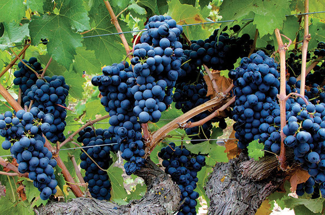 Carmenere grapes