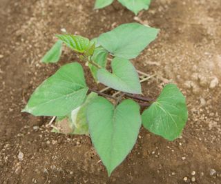 Small sweet potato plant grows on farm