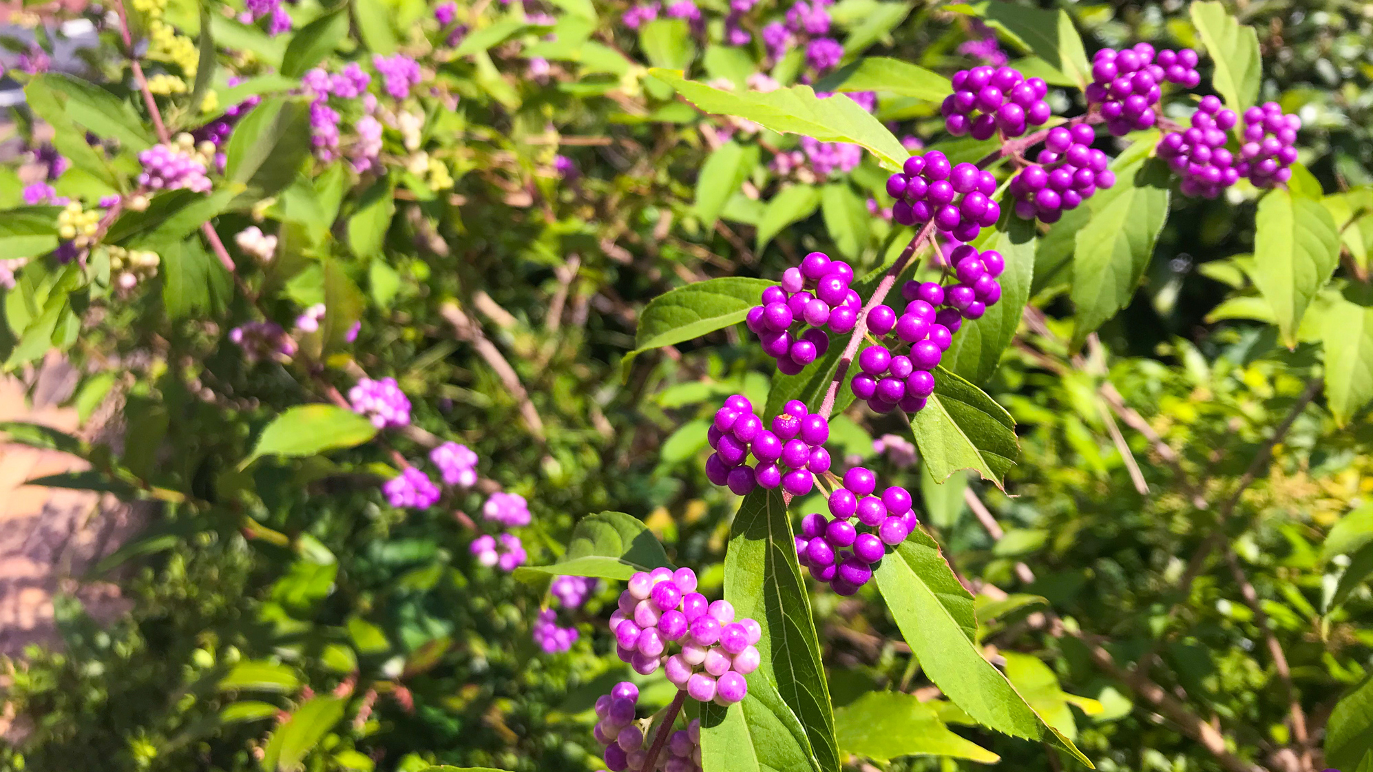 Garden berries in the yard