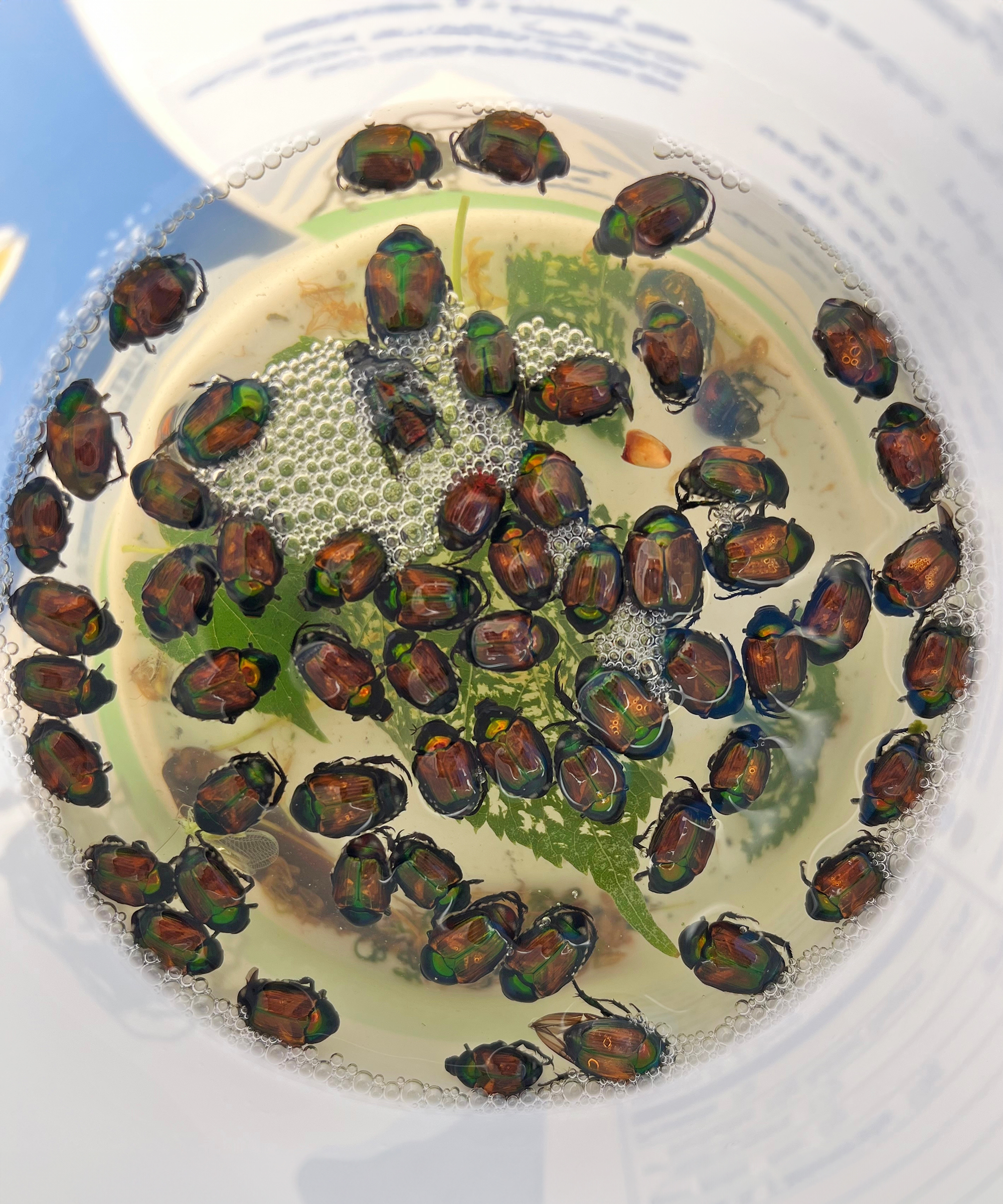 Japanese beetles knocked into bucket of soapy water