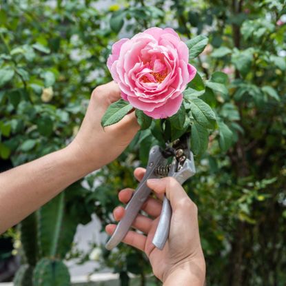 Cropped shot view of someone trying to cut a roses from rose bush