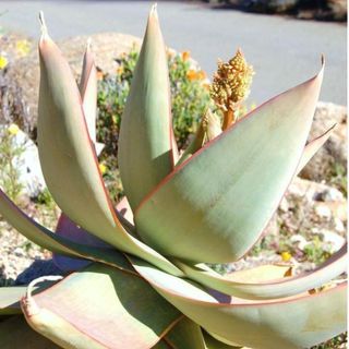 ALOE STRIATA 