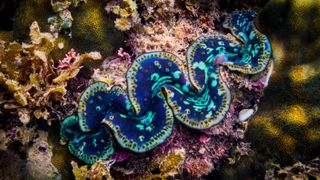 Blue clam