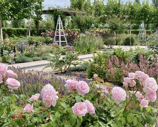 A scented garden planted with pink roses