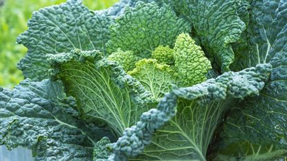 fresh and ready for harvest savoy cabbage