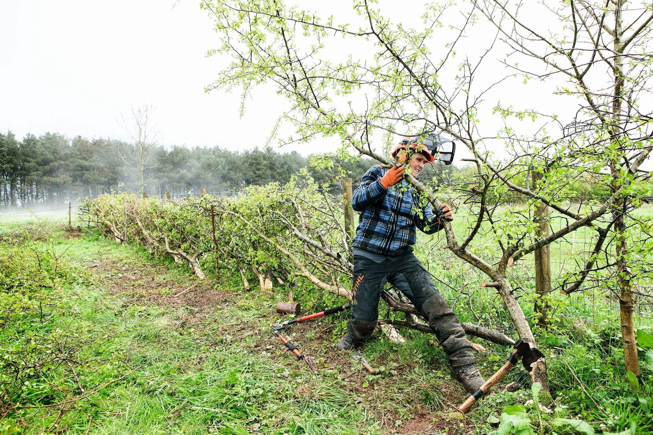 Tina Bath working on a hedge near Cheddar in Somerset.