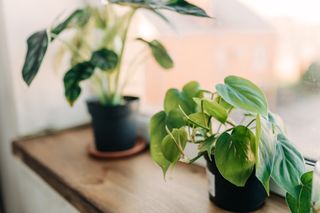 Two green indoor plants in a window sill.