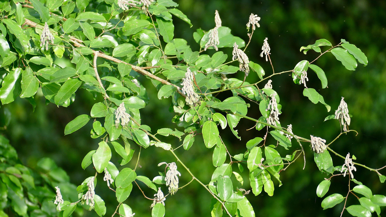 Griffonia Simplicifolia climbing shrub up close