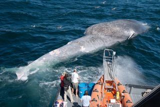 Here, a blue whale killed by a ship strike in 2007 near Santa Barbara, California, next to Oregon State University's 85-foot research vessel called Pacific Storm.