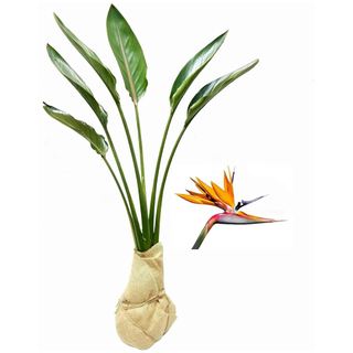 An orange bird of paradise from Walmart