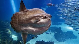 A huge sunfish faces a school of fish in the ocean