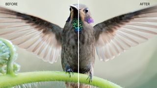 Close-up image of a bird flapping its wings edited in DxO PureRAW 5 showing before and after sharpening, demosaicing, and noise reduction 