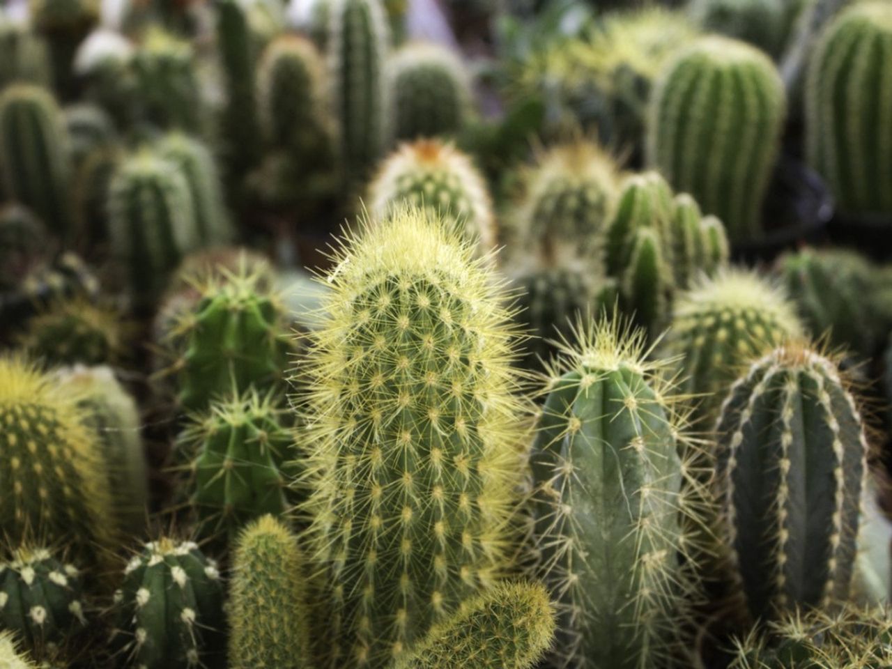 Cacti