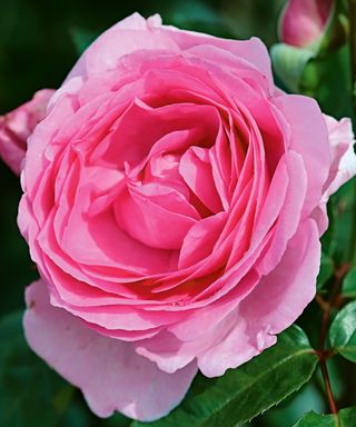pink 'Mum in a Million' rose