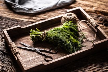 how to prune dill fresh green dill in wooden box on rustic oak table