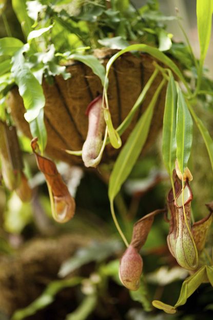 Pitcher Plant In Hanging Basket