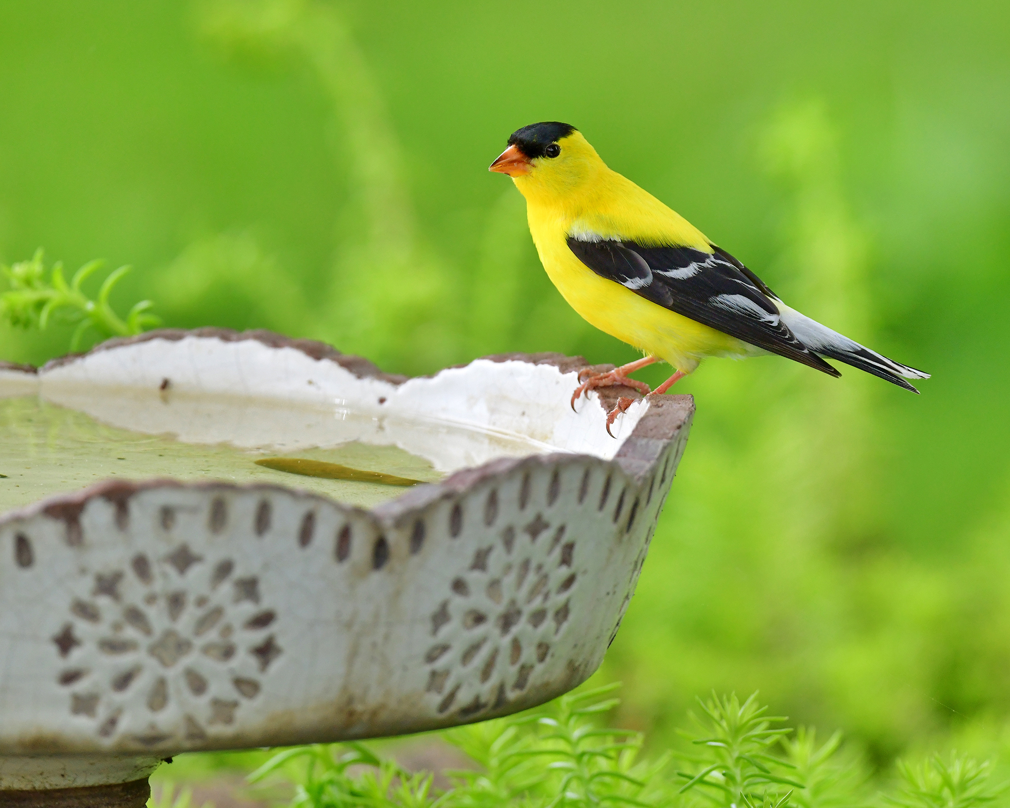 Gold finch perching on side of sunny bird bath