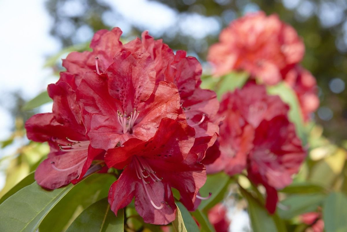 Rhododendrons For Zone 5 Selecting Hardy Rhododendron Varieties