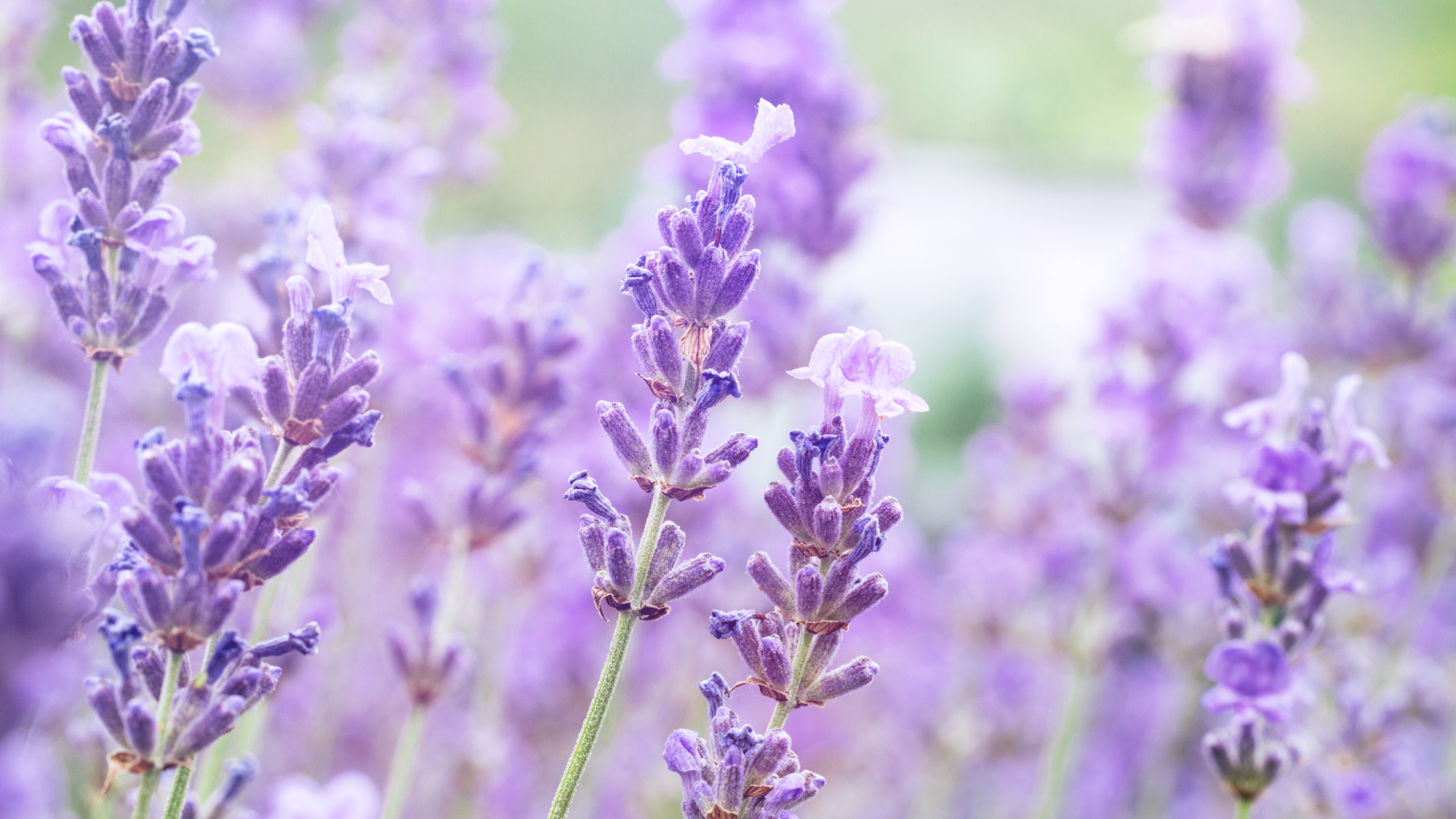 lavender blooms 
