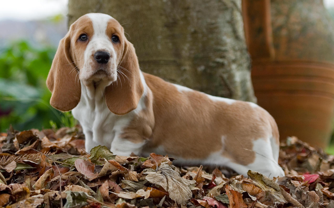 Basset hound, one of the cutest dog breeds