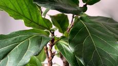 close-up of healthy fiddle leaf fig leaves