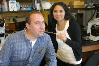 As news of Jon Allen and his parasite pal got around William & Mary's biology department, Gummi worms began appearing in his lab, allowing Allen and collaborator Aurora Esquela-Kerscher to stage a re-enactment.