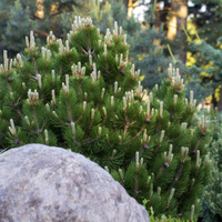 Six pack of Dwarf Mugo Pine at Fast Growing Trees