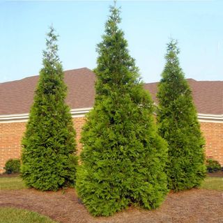 Thuja Green Giant Arborvitae