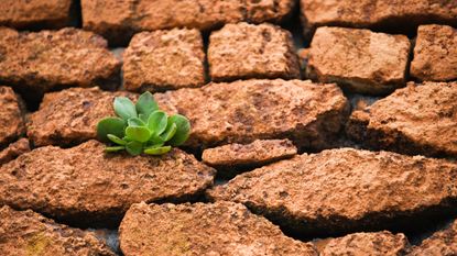 A succulent grows between red rocks.