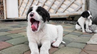 Puppies playing