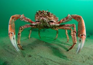 Spider Crab