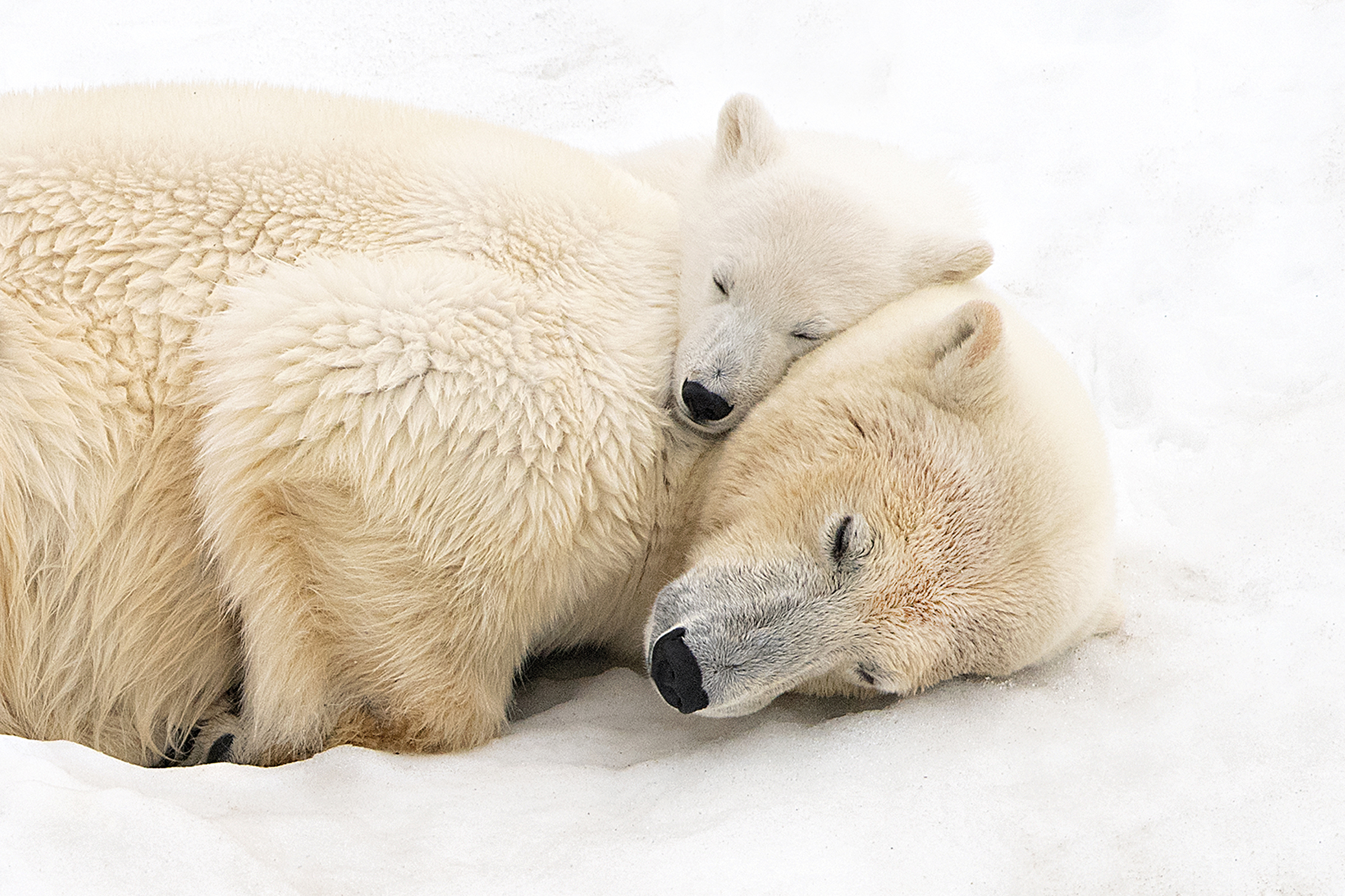 A polar bear and its cub cuddle together on a snowy surface, showcasing a tender moment of bonding