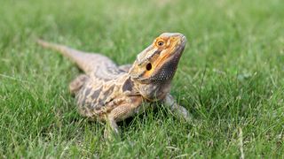 Bearded dragon walking in grass