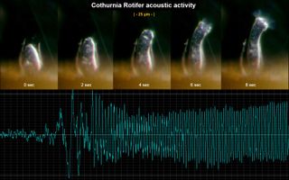 A remote acoustic sensor (RAS) view of the acoustic activity generated by a rotifer of the genus Cothurnia, a protozoan that uses whirling cilia to pump food and water through its digestive system. RAS can detect the low-frequency modulations produced by the spinning cilia.