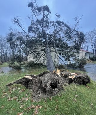 A large tree crashed onto a house after suffering from wind rock