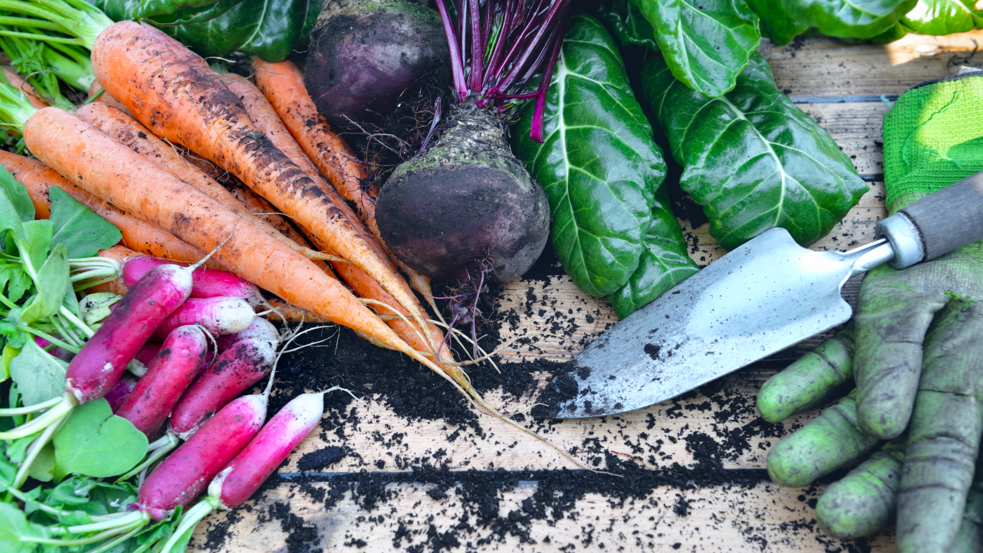 growing vegetables, freshly harvested from garden with gardening gloves and shovel on a wooden table