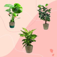 Houseplants on pink background