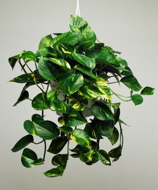 Pothos plant, also known as Devil's Ivy, in a hanging planter