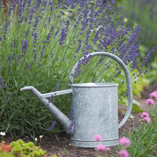 lavender in border next to galvanised steel watering can