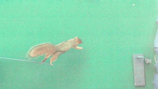 a fox squirrel leaps from a flexible rod and rebounds off a wall to land on a small platform