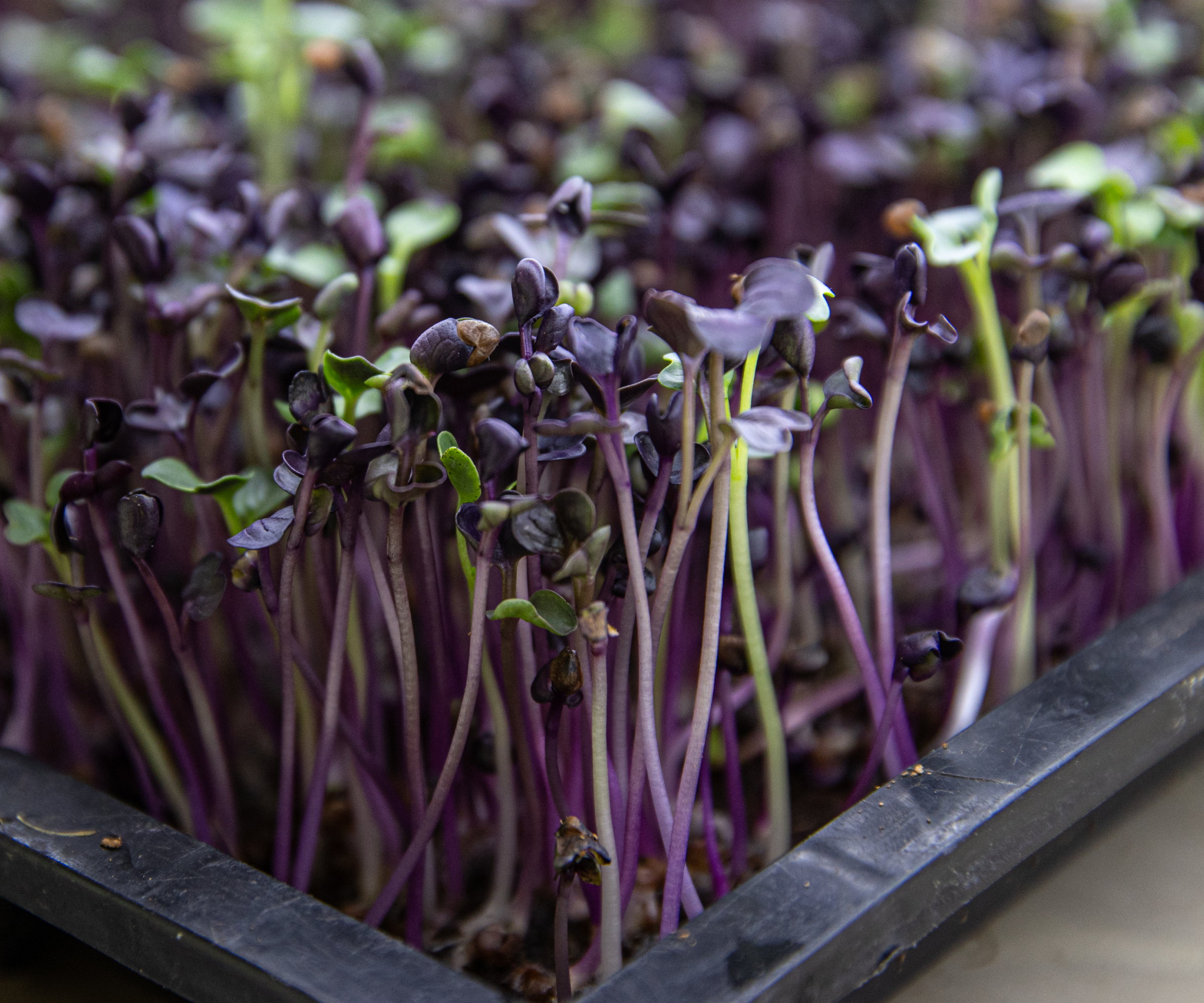 A tray of purple radish microgreens growing