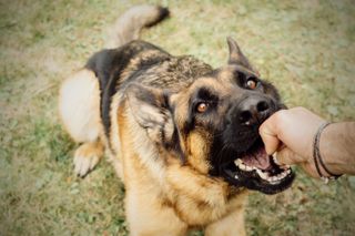 German Shepherd dog biting person's hand