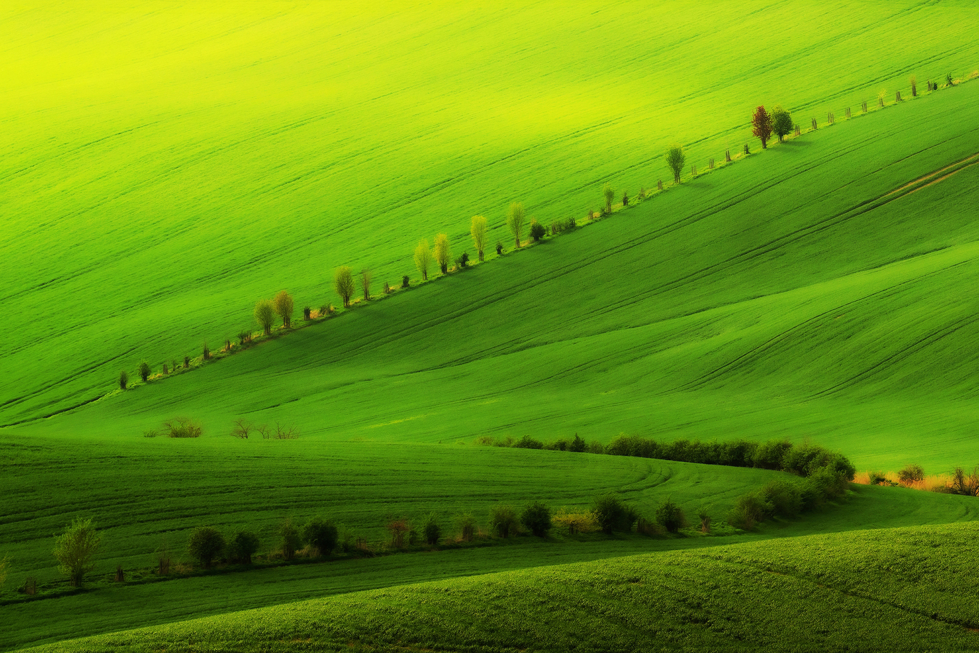 Vibrant green rolling hills with a line of trees creating a gentle curve across the landscape, highlighted by soft sunlight