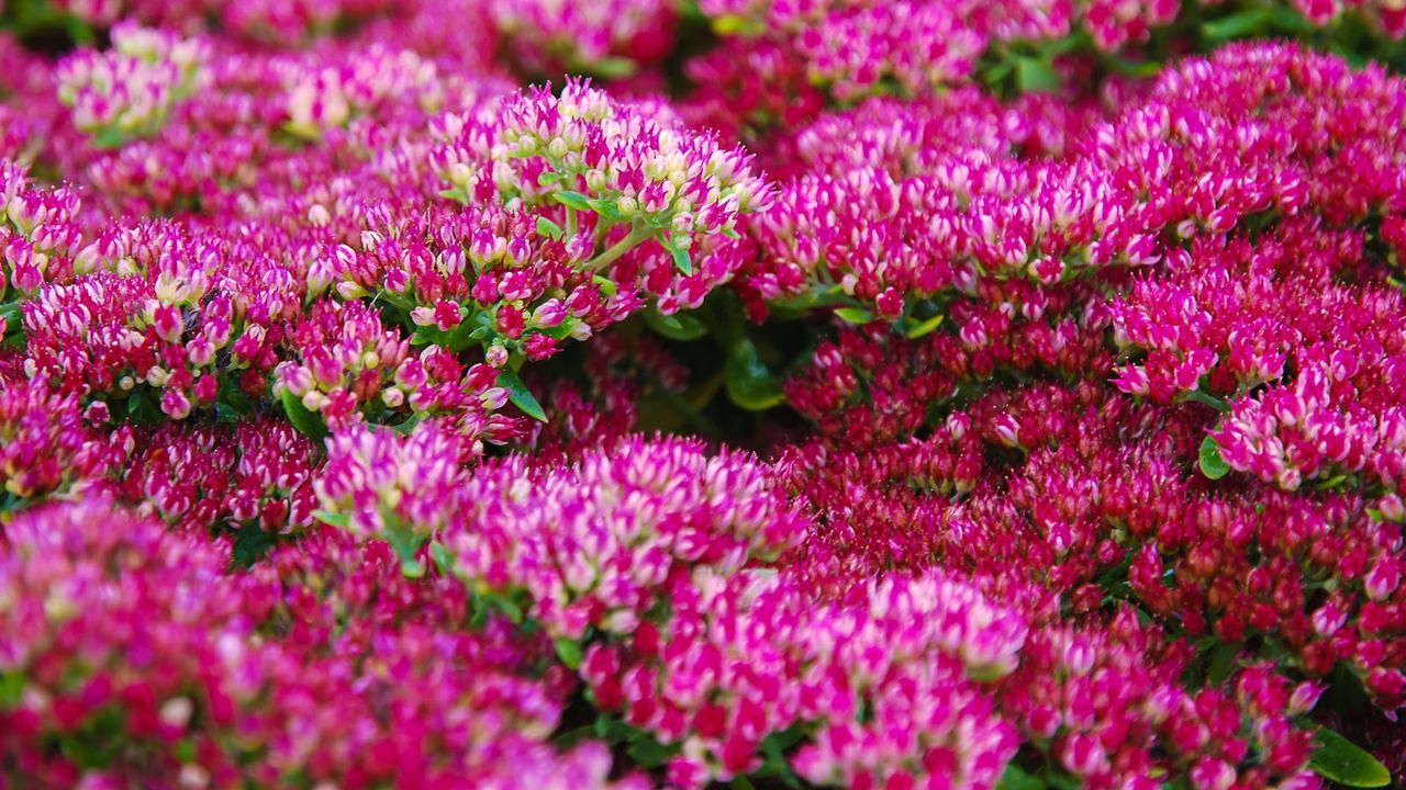 Hylotelephium spectabile types of sedum flowering in mixed border