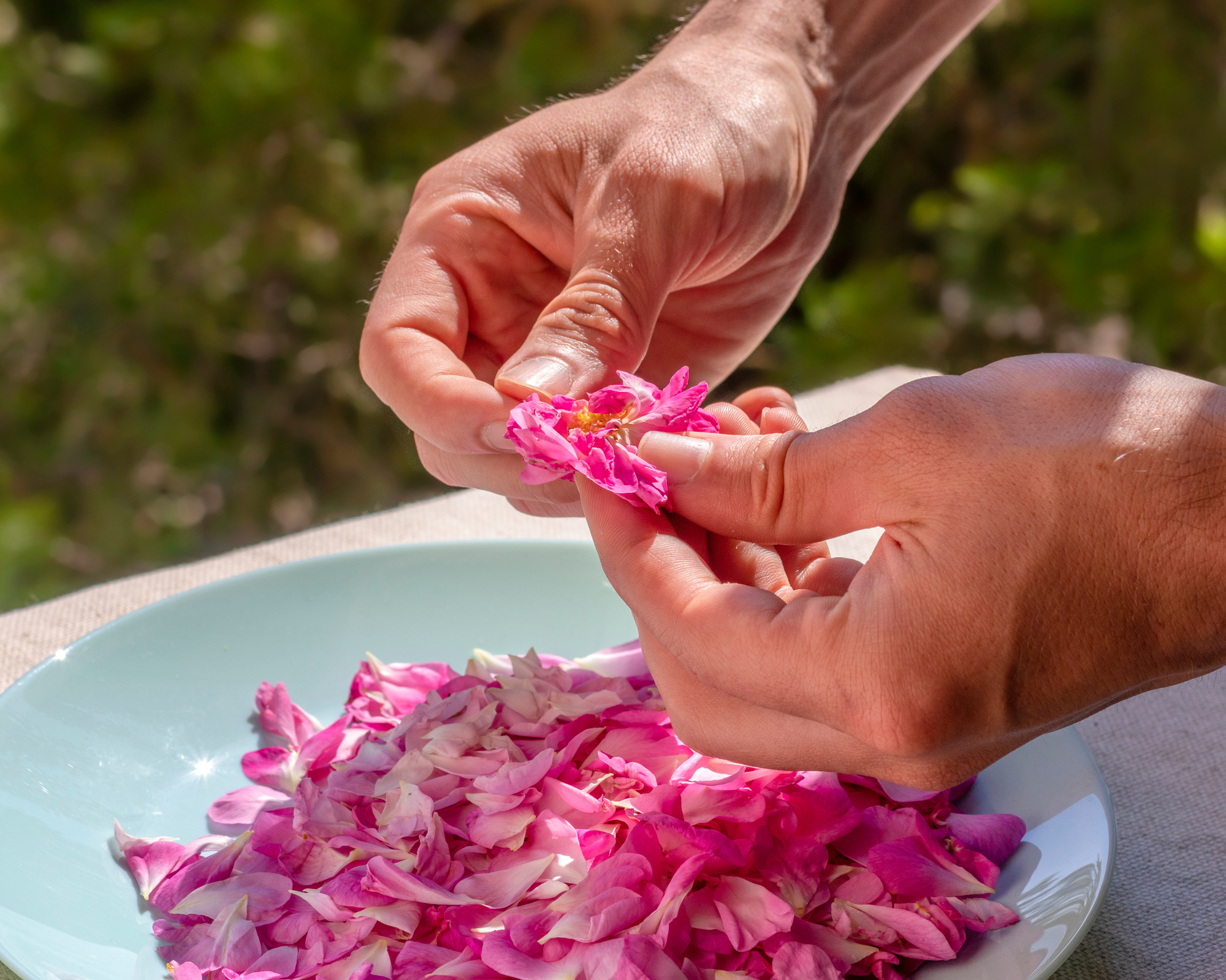 harvesting fresh rose petals in the garden