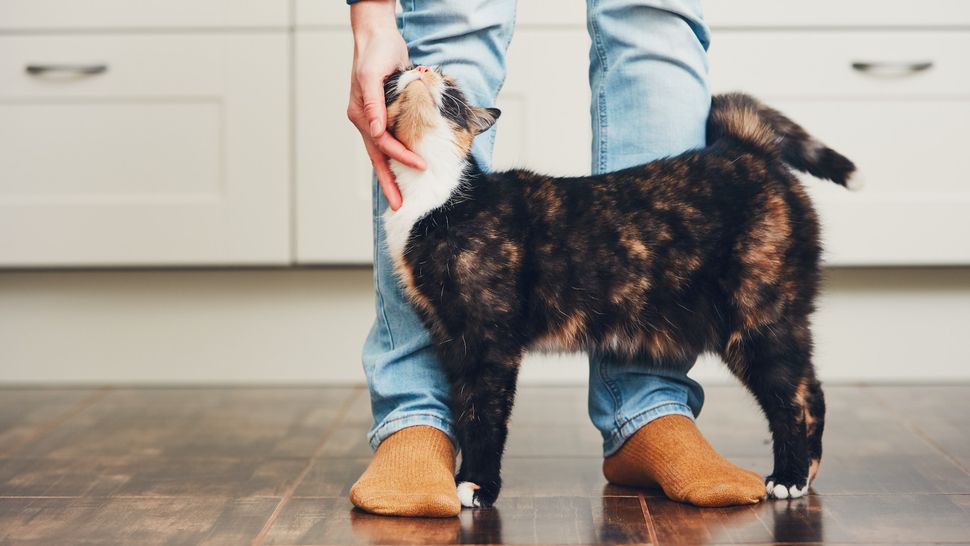 Why do cats rub against you? 5 common causes and when to worry PetsRadar