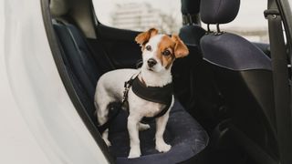 Small dog in harness in car