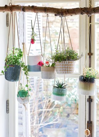 houseplants hanging on a branch in front of a window